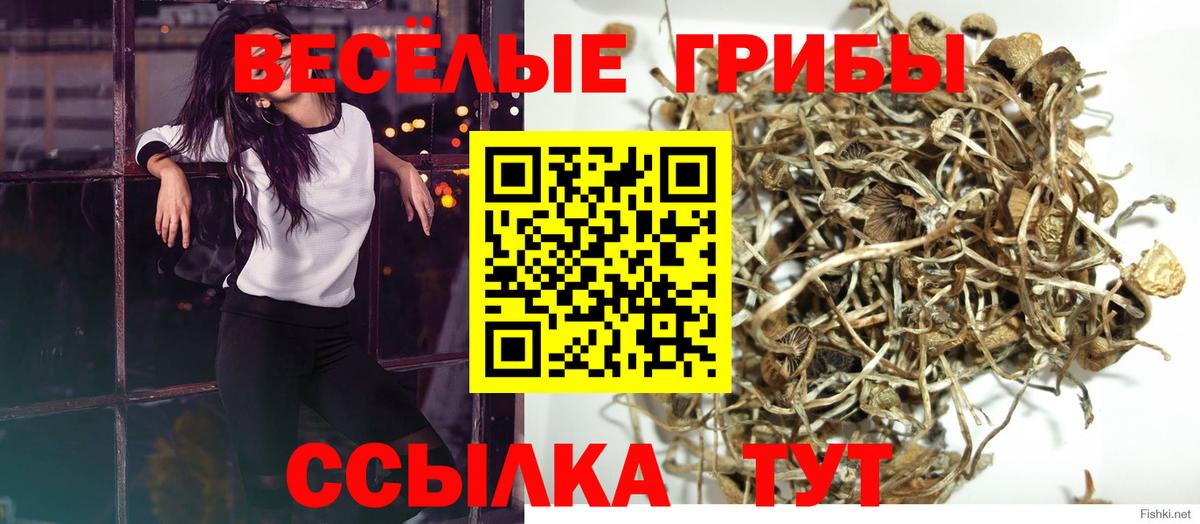 Псилоцибиновые грибы Psilocybine cubensis  Вход с VPN  Борисоглебск 